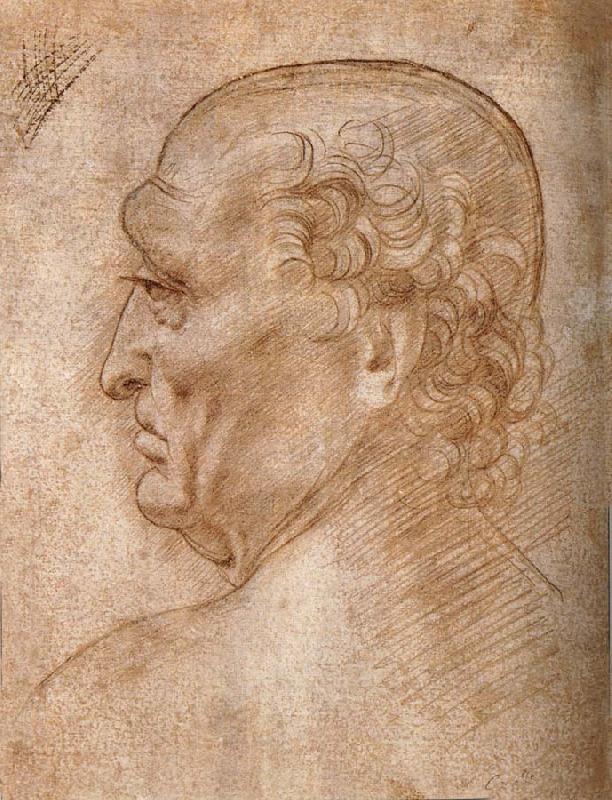  Master of the Pala Sforzesca, profile of an old man